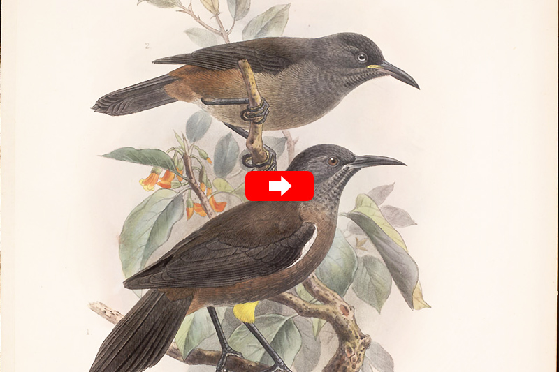 Das Letzte Lied Des Kauai O O Liga Vogelschutz