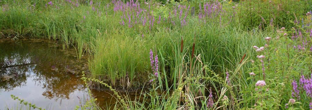 44+ Teich Vogelschutz, 50 stück erdankerxxl profi rattenfalle