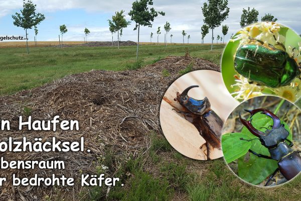 Holzhäcksel -Lebensraum für seltene Käfer