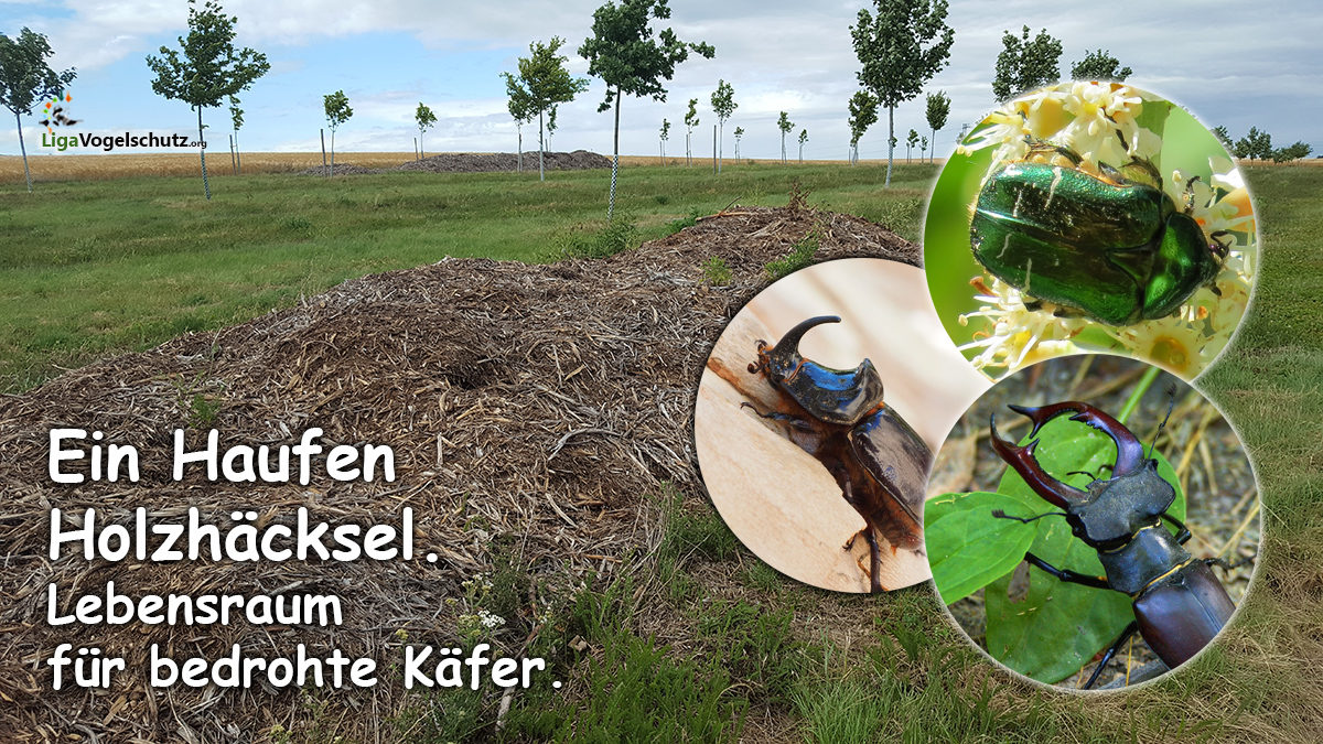 Holzhäcksel -Lebensraum für seltene Käfer